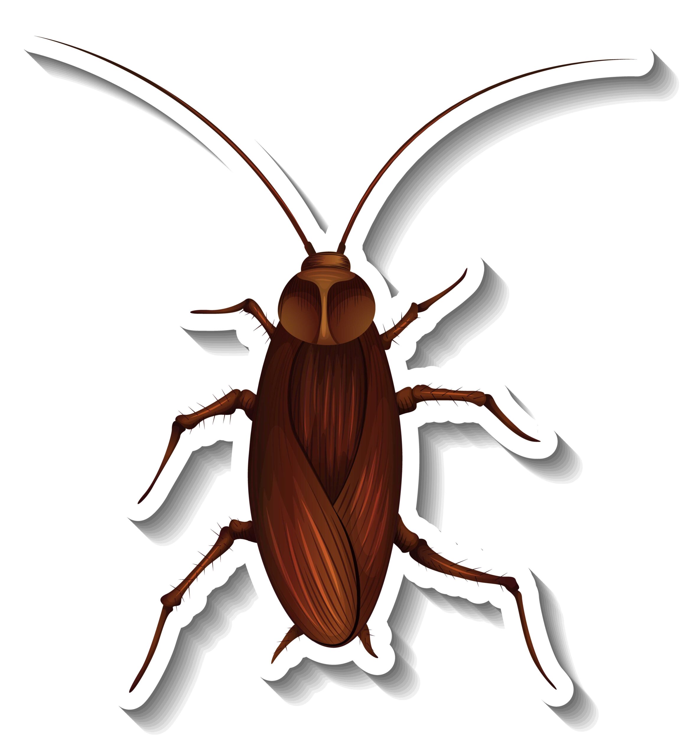 cockroach control services in vizag